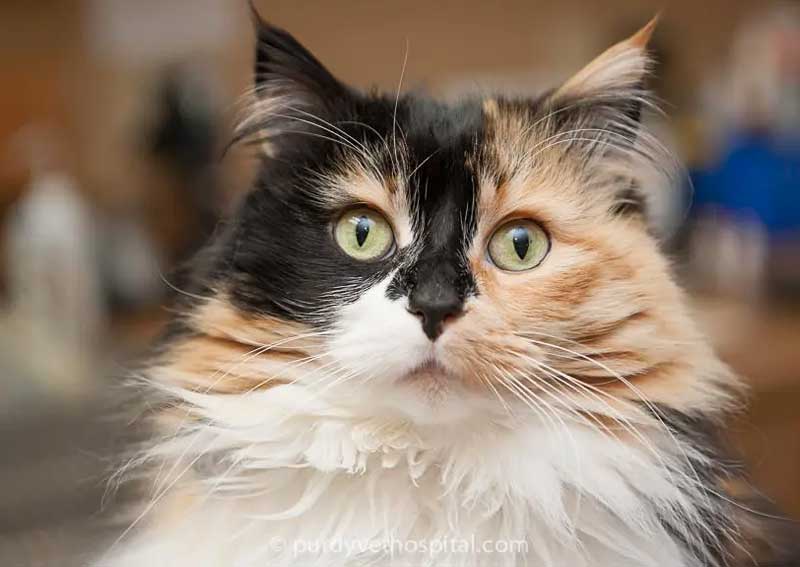 Carousel Slide 5: Cat veterinarians