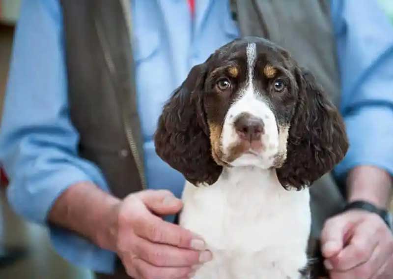 Carousel Slide 4: Dog veterinary care